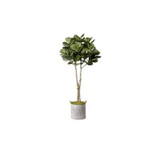 Online Designer Bedroom Fiddle Leaf Fig Tree Foliage Plant in Planter