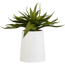 Online Designer Living Room potted aloe