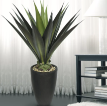 Online Designer Living Room Tall Aloe Plant