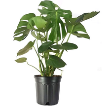 Online Designer Nursery Monstera Deliciosa Live Houseplant, 10" Pot