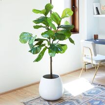 Online Designer Combined Living/Dining Faux Fiddle Leaf Fig Plant