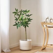 Online Designer Living Room Deena Faux Money Tree in Pot