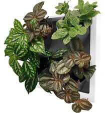 Online Designer Home Office Wall Planter