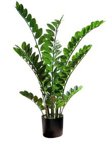 Online Designer Bedroom ZZ Plant 44"H, Potted