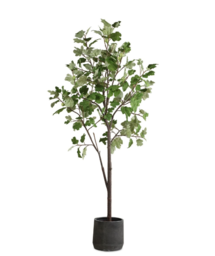 Online Designer Living Room Eden Potted Fig Tree