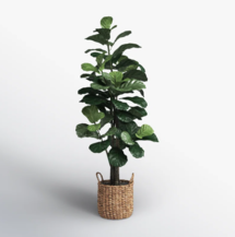 Online Designer Living Room 66'' Faux Fiddle Leaf Fig Tree in Wicker/Rattan Basket