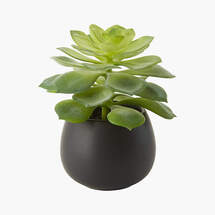 Online Designer Bedroom FAUX POTTED ECHEVERIA SUCCULENT 5.75"