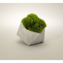 Online Designer Living Room T&C Floral Company -Baby Marble Like Grass in Pot