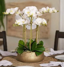 Online Designer Kitchen Orchid Arrangement in Vase