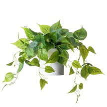 Online Designer Business/Office Faux Foliage Plant in Ceramic Pot