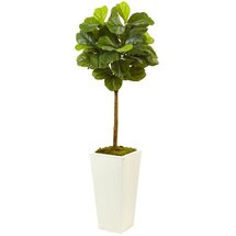 Online Designer Kitchen Fiddle Leaf Fig Plant in Planter