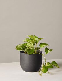 Online Designer Bedroom Pothos Plant in Pot