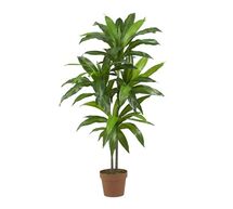 Online Designer Hallway/Entry FAUX POTTED DRACAENA PLANT