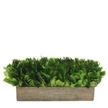 Online Designer Dining Room Desktop Mixed Plant in Planter