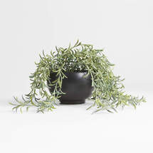 Online Designer Nursery Potted Faux Green String of Fishhooks in Black Pot