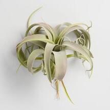 Online Designer Bedroom Large Faux Air Plant Pick