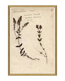Online Designer Hallway/Entry Herbarium Study VI