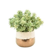 Online Designer Combined Living/Dining Jade Desktop Succulent Plant in Planter