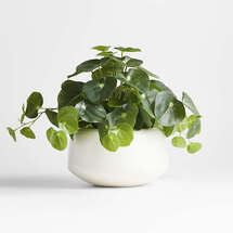 Online Designer Bedroom Potted Faux Pilea Plant in White Pot