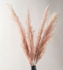 Online Designer Nursery Dried Pampas Grass Bunch