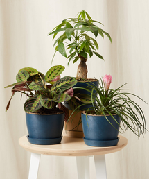 Online Designer Combined Living/Dining Pet-Friendly Trio