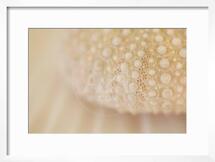 Online Designer Bathroom Ocean Treasures XV