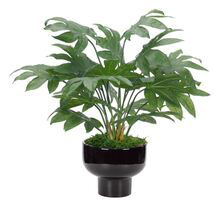 Online Designer Hallway/Entry Fatsia Greenery Arrangement