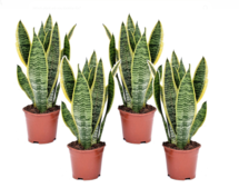 Online Designer Hallway/Entry Sansevieria Laurentii 'Snake Plant' - Set of 4 - ø12cm - Height 30-40cm