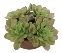 Online Designer Living Room Succulent Plant
