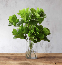 Online Designer Bedroom Faux Fiddle Leaf in Vase