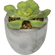 Online Designer Living Room Echeveria in Cement