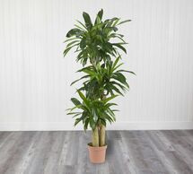 Online Designer Combined Living/Dining Faux Potted Corn Stalk Dracaena Plant