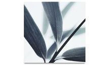 Online Designer Combined Living/Dining Botanic metal print, Olive leaves