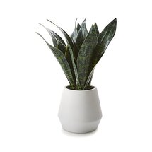 Online Designer Living Room Artificial Snake Plant in Pot