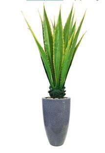 Online Designer Patio Indoor/Outdoor Agave Plant in Planter