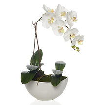 Online Designer Dining Room Potted Phalaenopsis