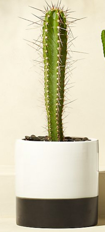 Online Designer Living Room basic large planter