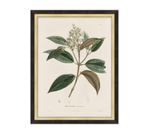 Online Designer Kitchen Vintage Botanical Framed Print - Print 4