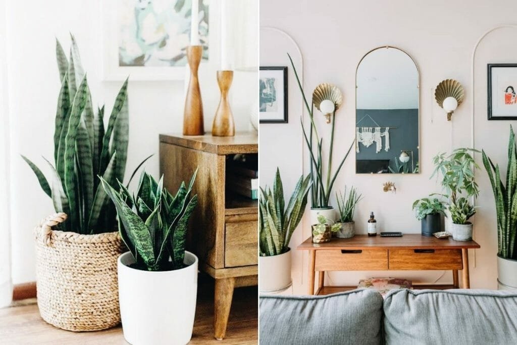Plants in Interior Design: How to Make Your Home Flourish | Decorilla