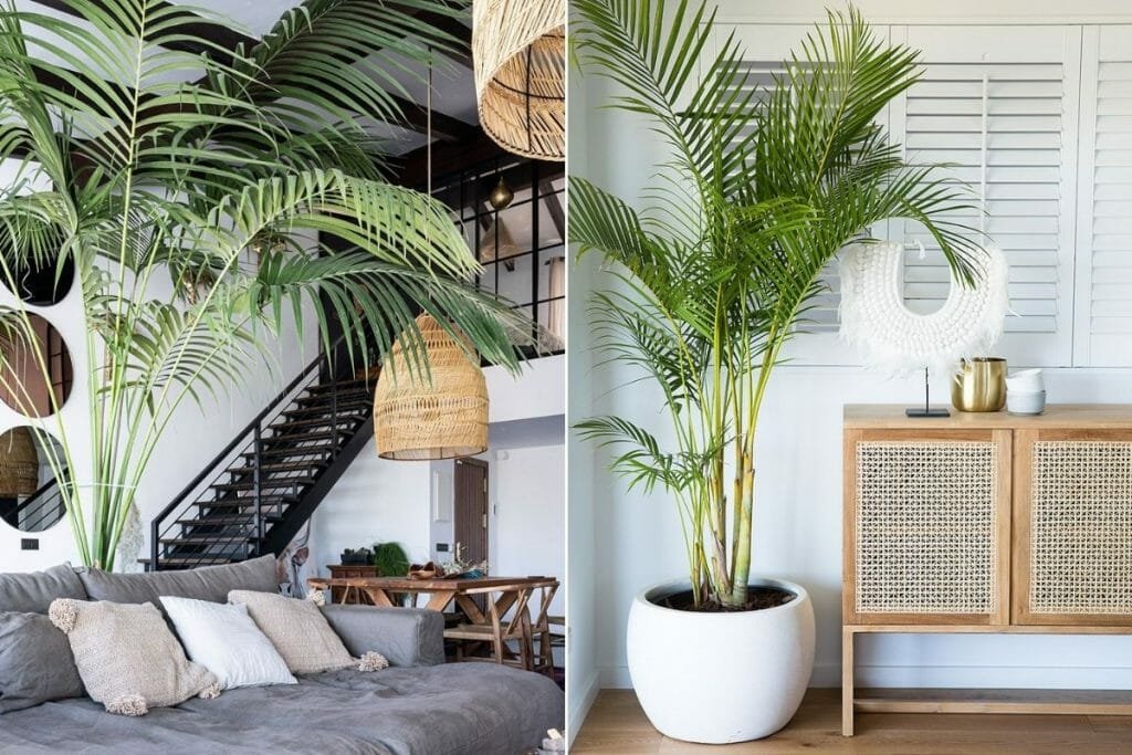 plant in living room for decoration